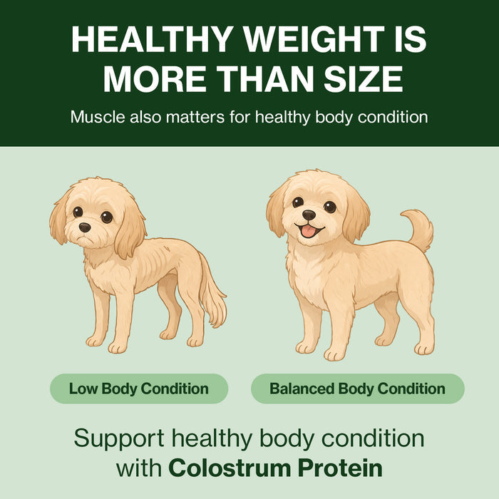 Colostrum Protein for Dogs - Weight Gain & Immune Support