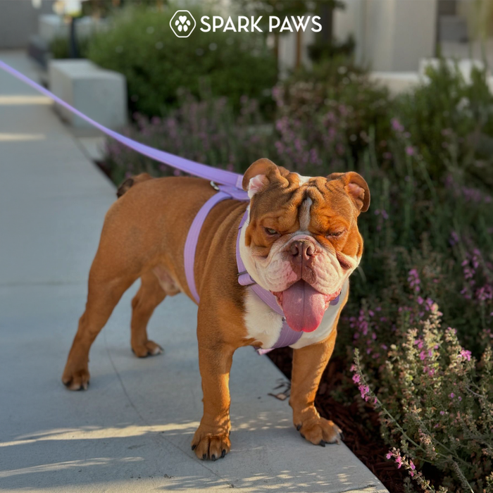 Lilac Harness