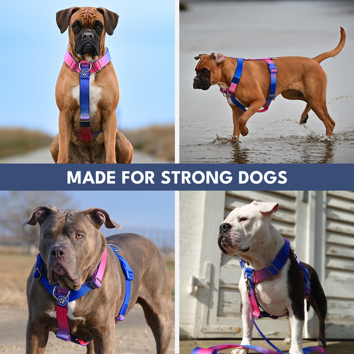 Comfort Control No-Pull Dog Harness - Snow Cone