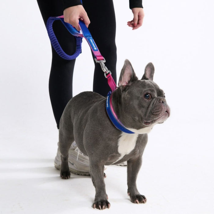 Snow Cone Martingale Collar||size:A,B