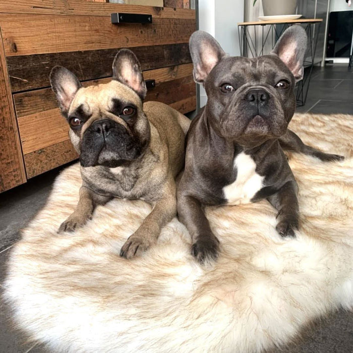 Faux Fur Memory Foam Rug Dog Bed