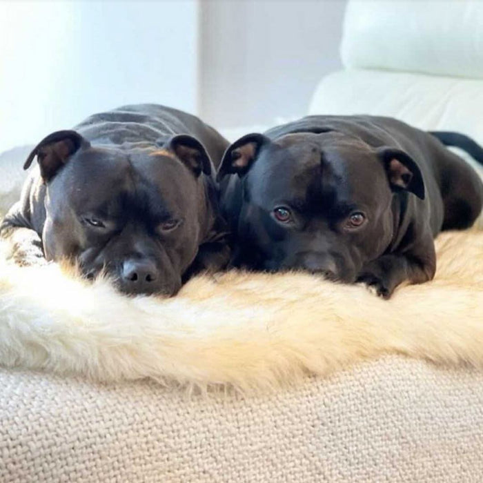 Faux Fur Memory Foam Rug Dog Bed