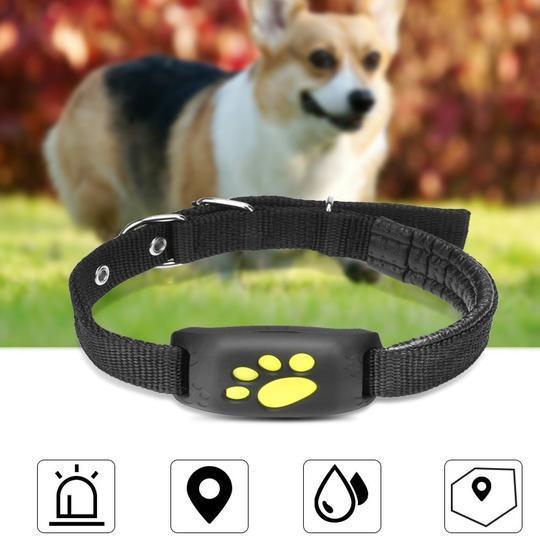 2731089381435 - Nai Pet Store