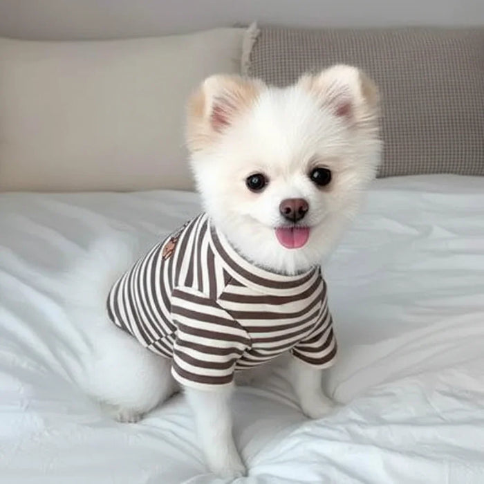 Adorable white Pomeranian in striped dog shirt, cozy on bed – perfect pet apparel for small dogs.