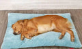 jjQn9vpE3XIXipuN - Nai Pet Store