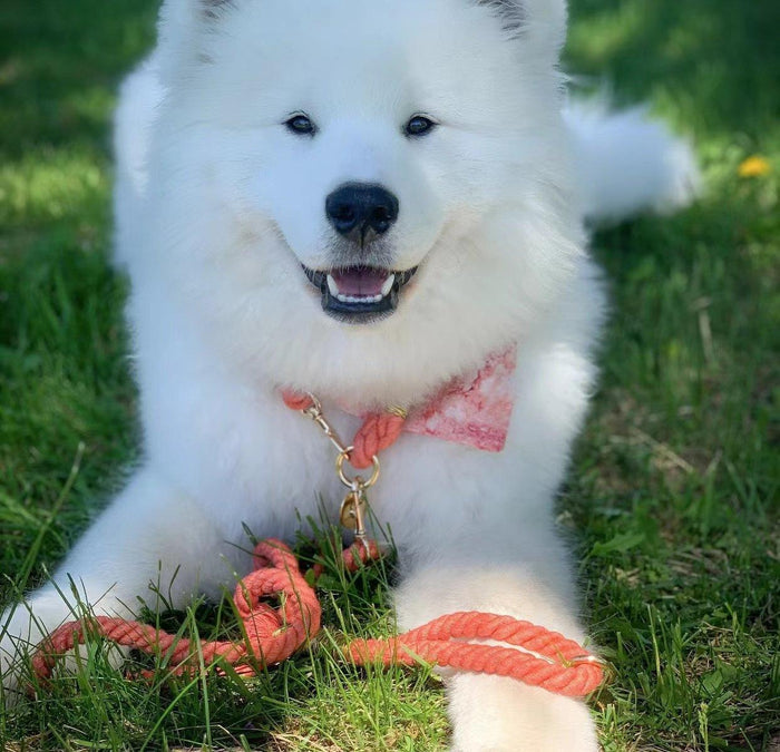 62251638740781_.pic_176c7d67-0207-4d34-952c-eba284ae52fa - Nai Pet Store