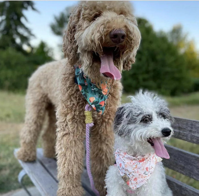 62261638740782_.pic_299afd0e-cb76-4bbf-b568-4200addbca64 - Nai Pet Store