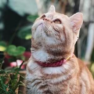 62241638740781_.pic_c2765ee1-cc1b-4ef5-80ff-9b86f441c4d6 - Nai Pet Store
