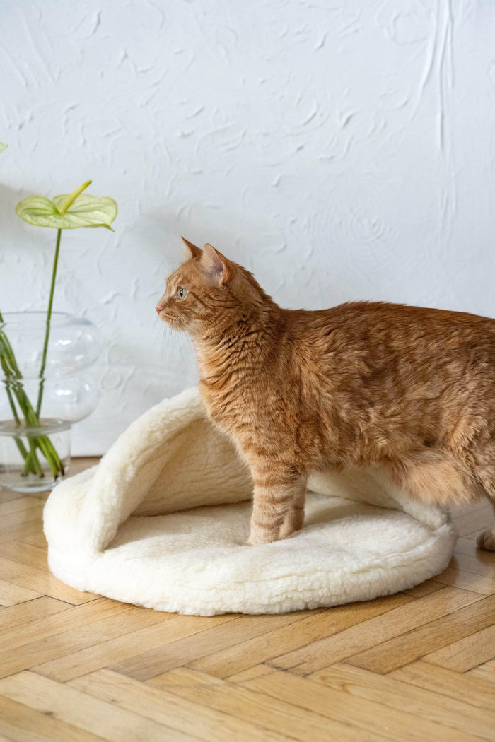 MSG_9678 - Nai Pet Store