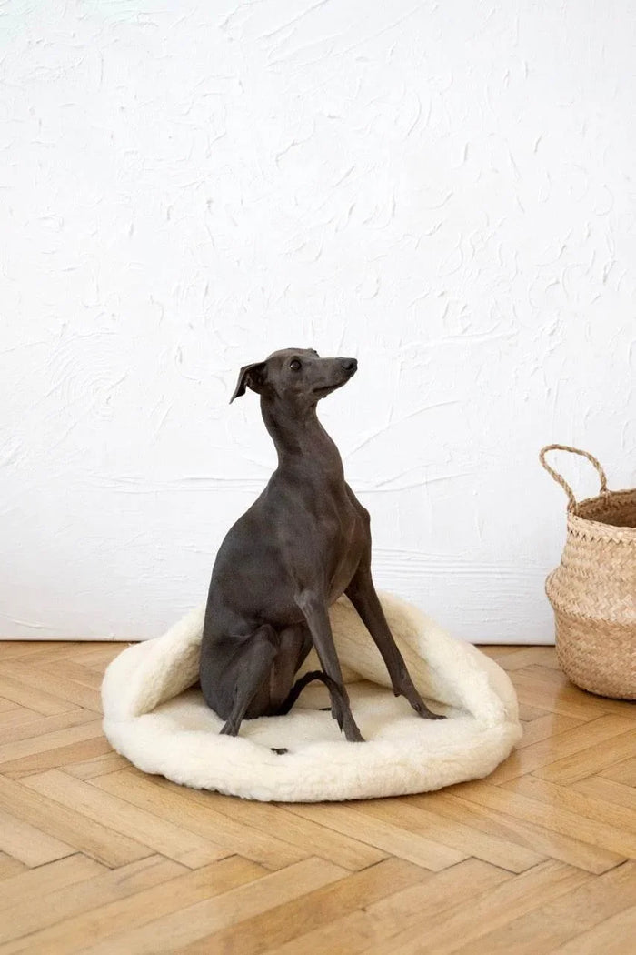 MSG_4823_Large_fe667f9b-2e05-4c82-930c-d20758f54909 - Nai Pet Store
