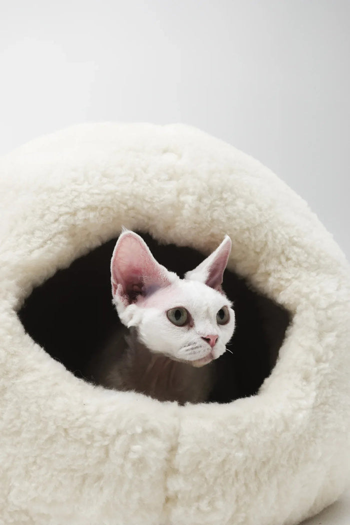 White Sphynx cat peeking from cozy plush pet bed, ideal for cat lovers and pet essentials