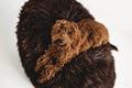AK8_0991-Edit - Nai Pet Store