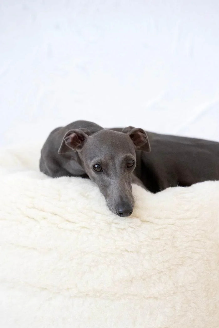 MSG_4774_Large_22e0d1b1-eb72-4f9a-9271-1504d8ae2ad2 - Nai Pet Store