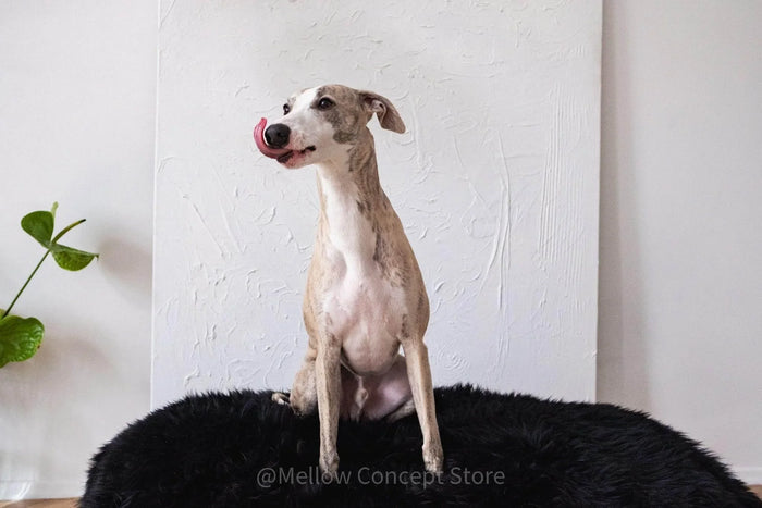 DSCF3942-2 - Nai Pet Store