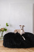 DSCF3964-2 - Nai Pet Store