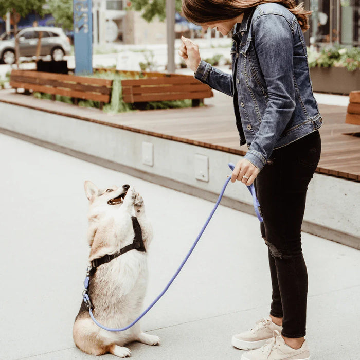 lifestyle3_97b57908-105c-4e01-9067-037c0e22aba5 - Nai Pet Store