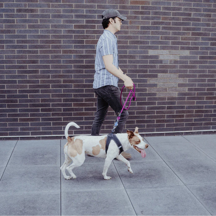 lifestyle6_3c6f4ae7-ab94-4dca-befb-01e9ccb301df - Nai Pet Store