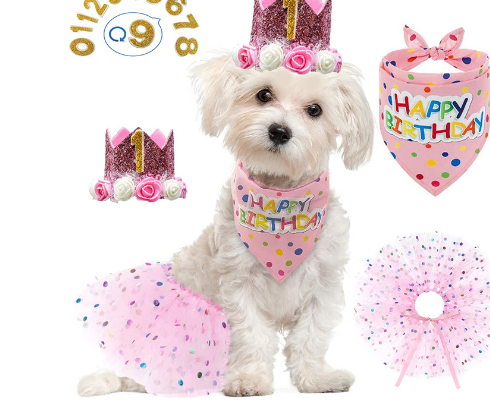 White small dog wearing a pink birthday bandana, tutu, and glittery crown with floral accents.