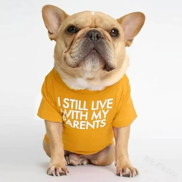 French Bulldog wearing funny yellow shirt with text 'I still live with my parents'