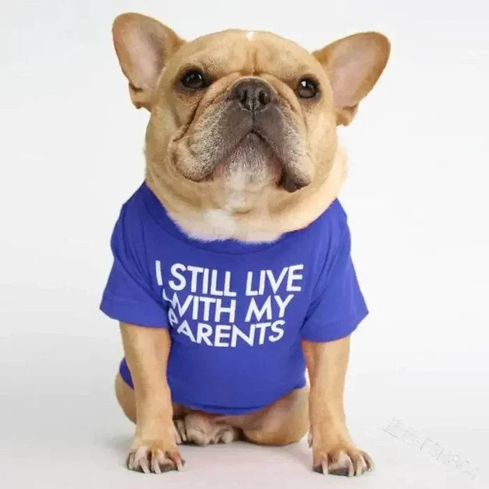 French Bulldog wearing blue 'I Still Live With My Parents' shirt, cute pet apparel for dogs