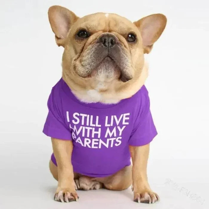 French Bulldog wearing purple 'I Still Live With My Parents' tee, cute dog apparel for pets