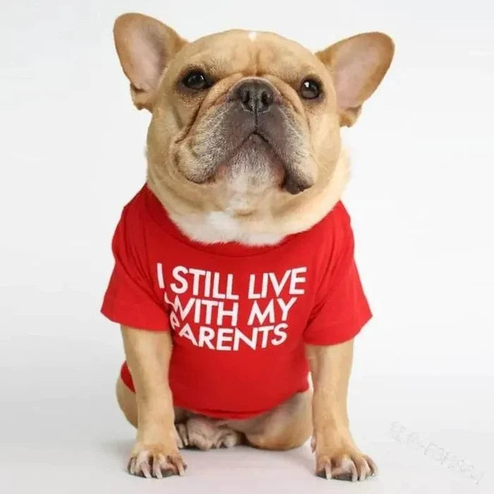 French bulldog wearing red 'I Still Live With My Parents' shirt, cute pet apparel for dogs