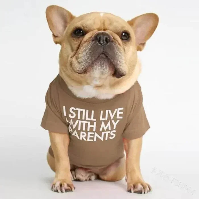 French Bulldog wearing funny 'I still live with my parents' shirt, cute pet apparel