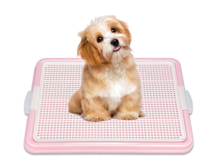 Cute puppy sitting on pink and white perforated pet training pad for dogs