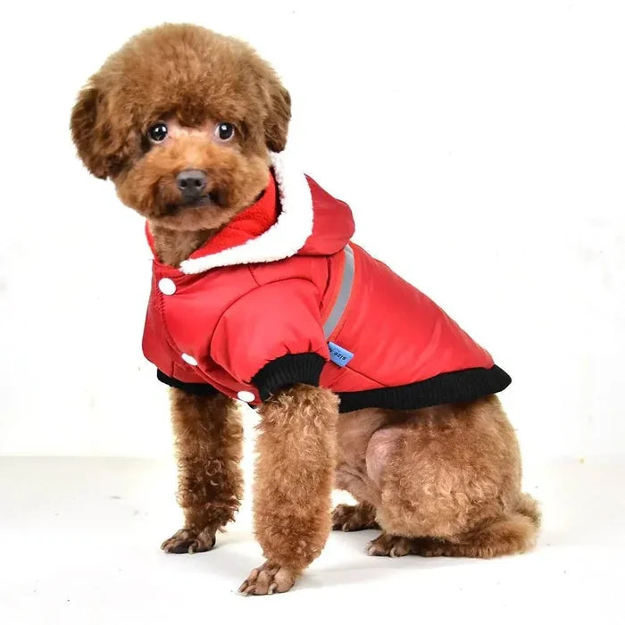 Adorable poodle in red winter dog coat with hood and white trim, perfect for pet warmth and style