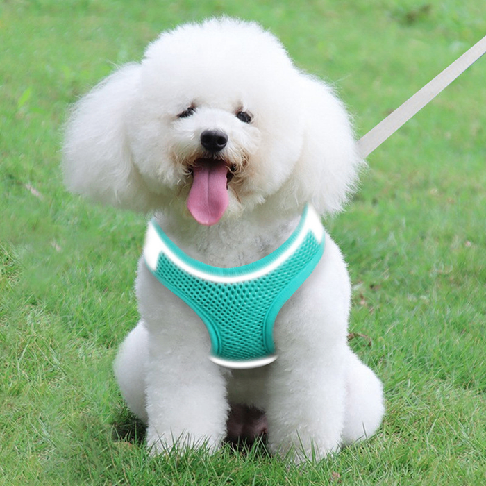 Fluffy white dog wearing teal mesh harness on grass, happy with tongue out, perfect for pet walks and outdoor play.
