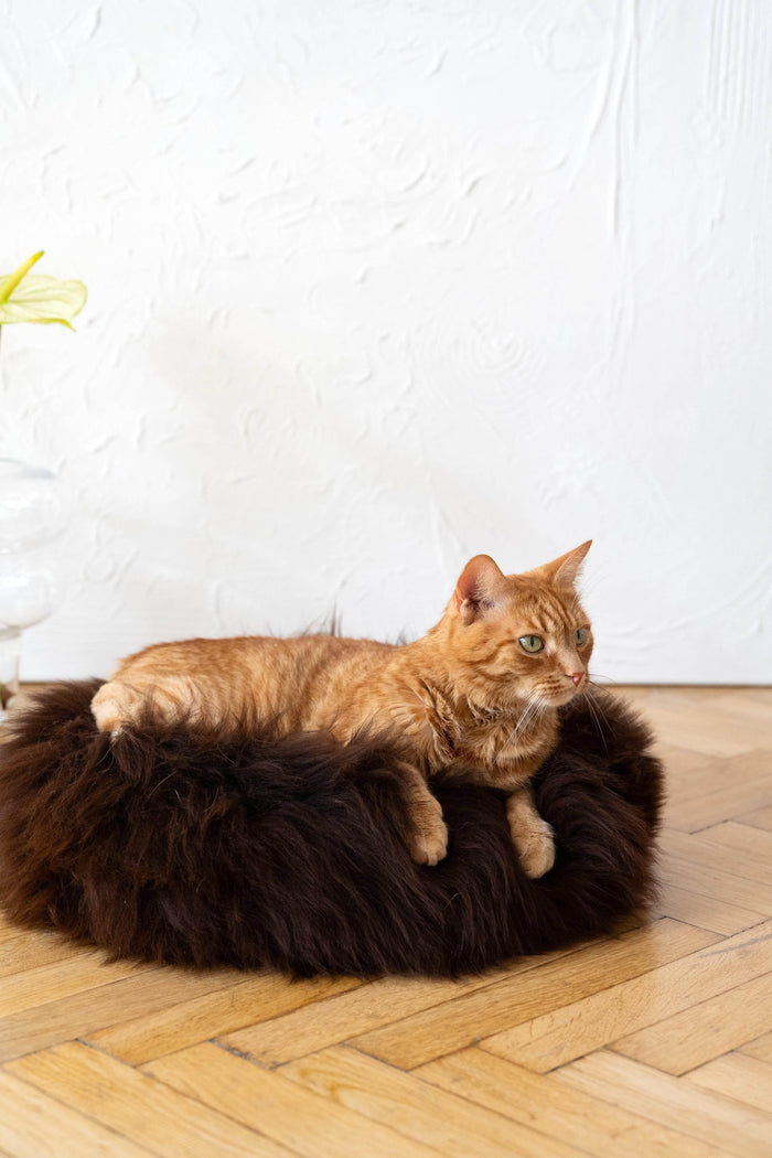 MSG_9649 - Nai Pet Store