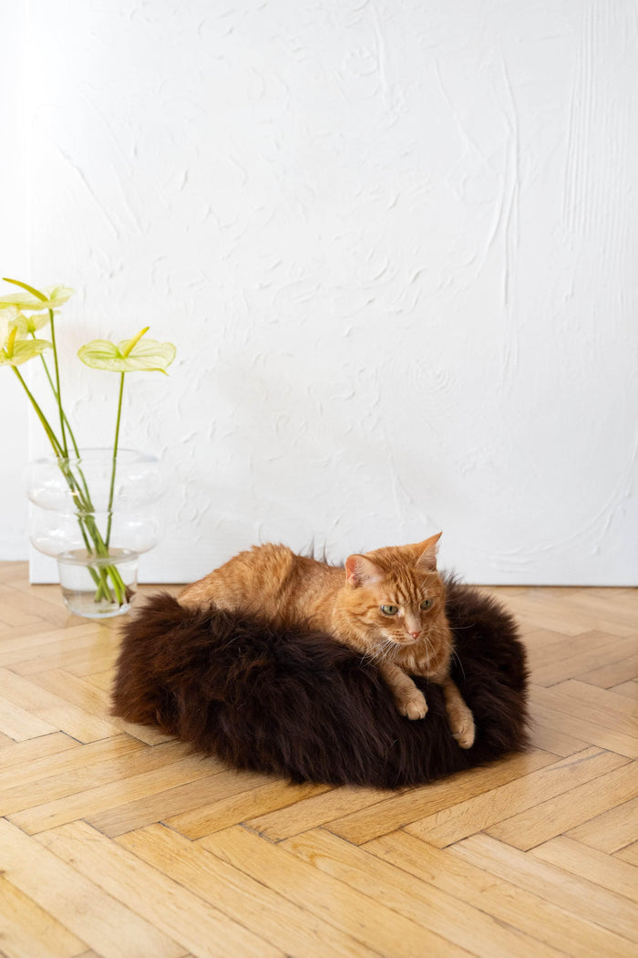 MSG_9657 - Nai Pet Store