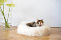 MSG_9513 - Nai Pet Store