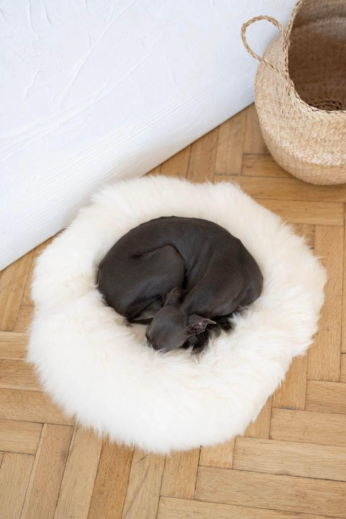 MSG_4919_Large_6e2a5981-b91f-4ca1-adda-676923ebe312 - Nai Pet Store