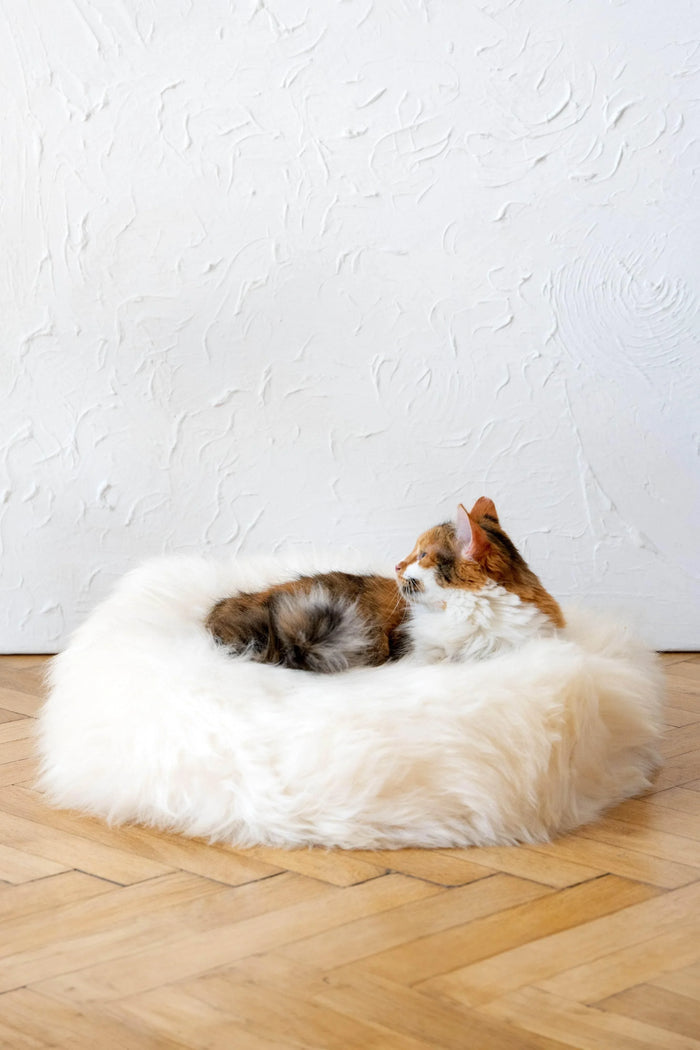 MSG_9509 - Nai Pet Store