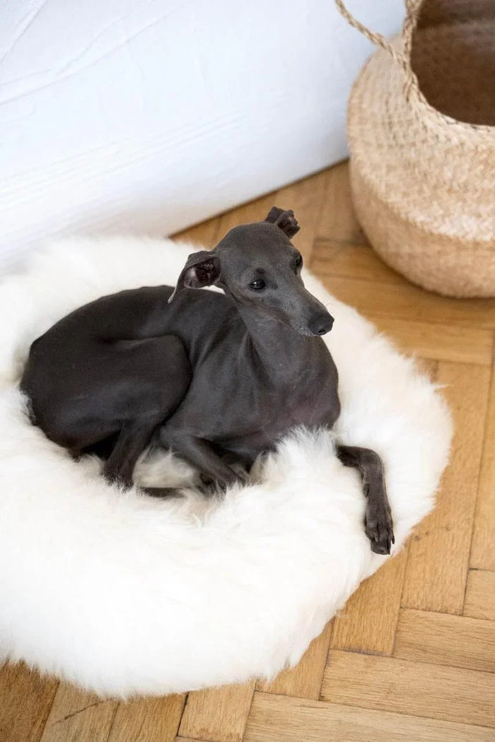 MSG_4907_Large_e1d4299b-b5cd-4497-83e4-f88697fb4ce2 - Nai Pet Store