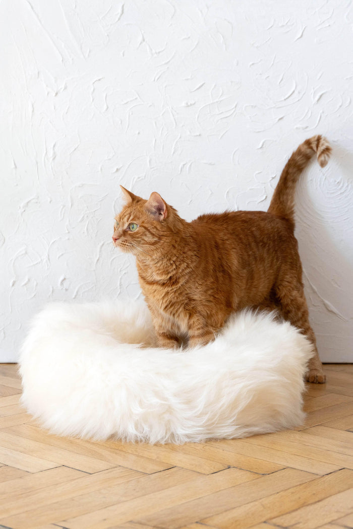 MSG_9495 - Nai Pet Store