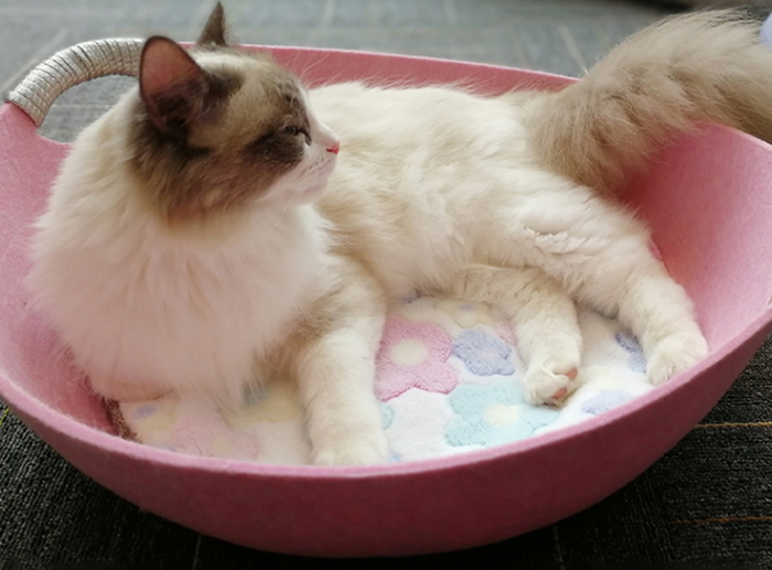 Fluffy cat resting in pink pet bed with floral cushion, cozy cat accessory for home