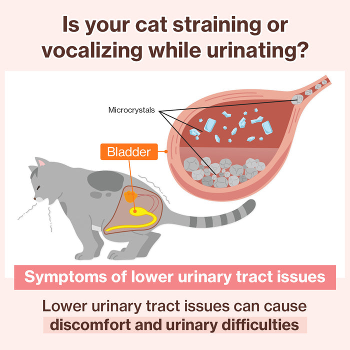 UT Care for Cats UTI & Kidney Support