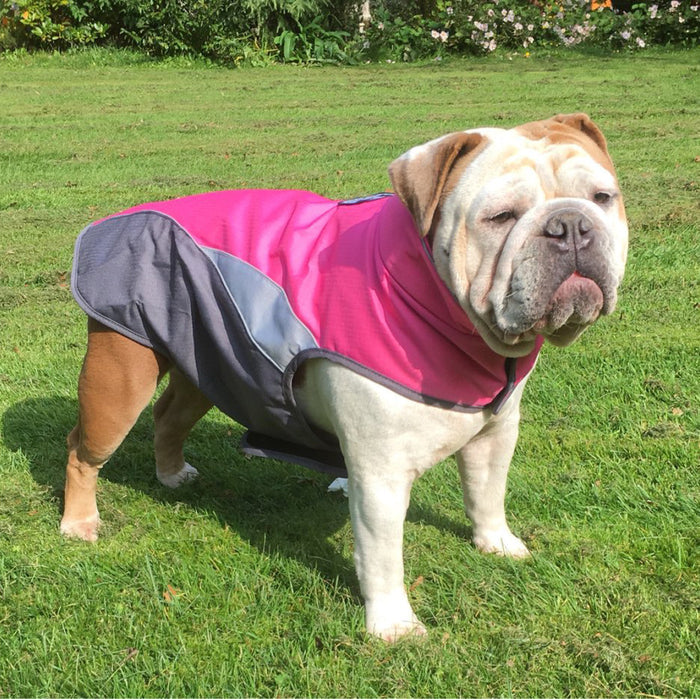 Bulldog wearing pink and gray waterproof dog coat outdoors on grass